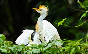 Archivo:Bubulcus ibis - Lagoa do Mucuripe, Campo Maior, Piauí - 3U3A0763