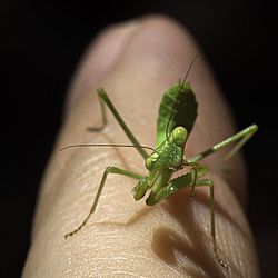 California Mantis.jpg