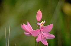 Calopogon tuberosus Texas.jpg