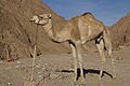 Camelus dromedarius on Sinai
