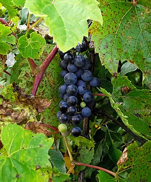 Archivo:Cluster of frost grapes (Southeast Michigan)