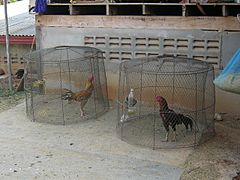 Cocks in separate cages, Thailand
