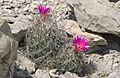 Coryphantha ramillosa ramillosa 4