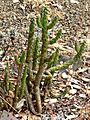 Cylindropuntia californica 1