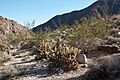 Cylindropuntia wolfii-Wolf's Cholla (16238612979)