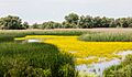 Delta del Danubio, Rumanía, 2016-05-28, DD 19