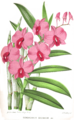 Dendrobium bigibbum 1883