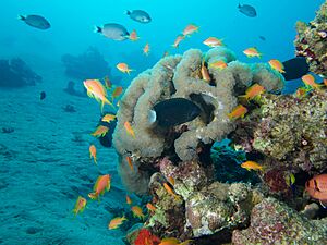 Archivo:Diving in Aqaba