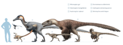 Archivo:Dromaeosaurs