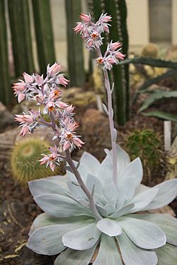 Echeveria cante.jpg