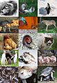 Ethology diversity