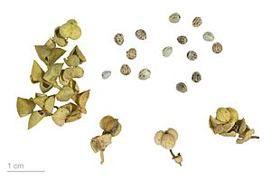 Archivo:Euphorbia paralias MHNT.BOT.2008.1.13