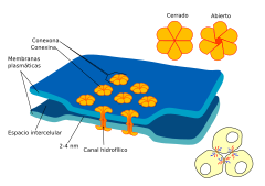 Archivo:Gap cell junction-es