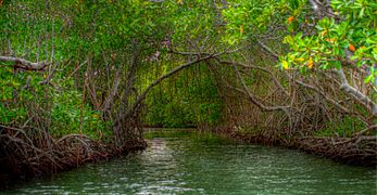 Guanica mangroves (6482328887)
