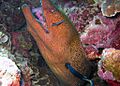 Gymnothorax flavimarginatus
