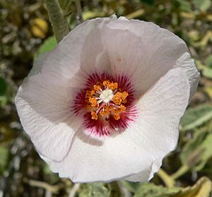Archivo:Hibiscus denudatus flower 3