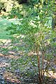 Highbush Blueberry Vaccinium corymbosum Sapling 2000px