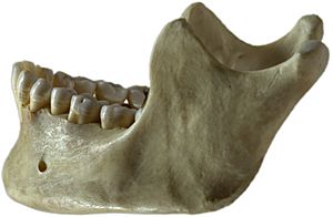 Archivo:Human jawbone left