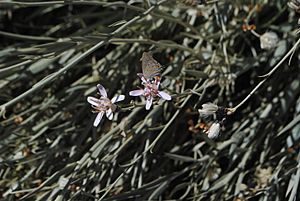 Archivo:Hyalis argentea flowers