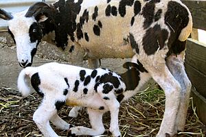 Archivo:Jacob ewe nursing a lamb
