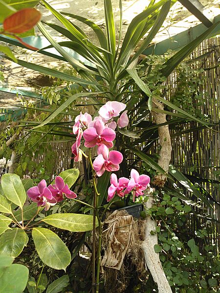 Jardín Sitio Litre 14
