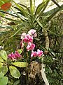 Jardín Sitio Litre 14