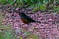 La Selle Thrush