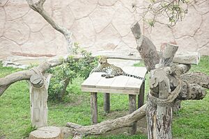 Archivo:Leopardo PL