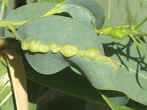 Archivo:Leptocybe invasa (blue gum chalcid) gall on Eucalyptus
