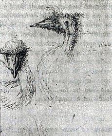 Archivo:Lessueur Emu
