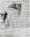 Lessueur Emu