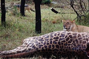Archivo:Lioness with giraffe kill, jackal lurking, kenya, august 9th 2012
