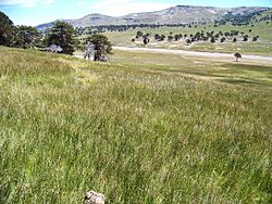 Archivo:Mallin en Cochico Grande - Neuquen - Argentina 100 0256