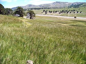 Archivo:Mallin en Cochico Grande - Neuquen - Argentina 100 0256