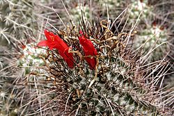 Mammillaria maritima pm2.JPG