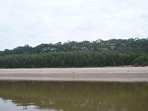 Archivo:Manu River 2012-3
