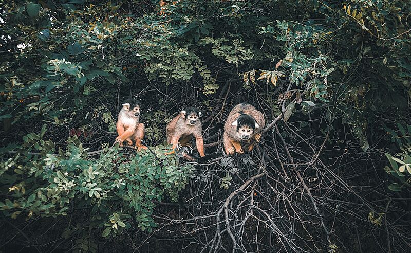 Monitos