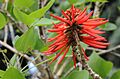 Naked Coral Tree - Erythrina coralloides 03