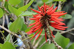 Naked Coral Tree - Erythrina coralloides 03.JPG