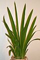 Neomarica longifolia1