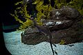 Oceanário de lisboa (8322275767)