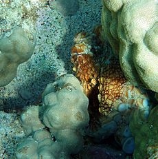 Archivo:Octopus cyaneain Kona