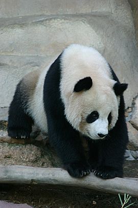 Archivo:Panda ChiangMaiZoo humarkus