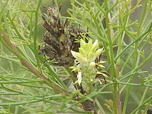 Archivo:Petrophila pedunculata1