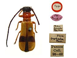 Phaea crocata Pascoe, 1866. Type specimen (11171525363).jpg