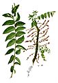 Phyllanthus acidus Blanco2.303-cropped