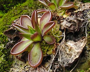 Archivo:Pinguicula moranensis dimorphic