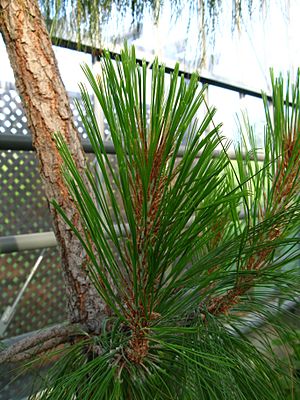 Archivo:Pinus montezumae shoots