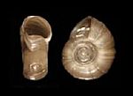 Archivo:Planorbella duryi shell