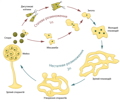 Archivo:Plasmodial slime mold life cycle